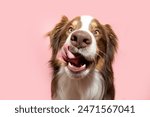 Portrait hungry  Australian Shepherd dog  puppy licking its lips with tongue and eating. Isolated on ink solid background on summer or spring season