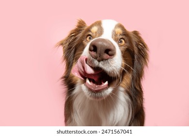 Portrait hungry  Australian Shepherd dog  puppy licking its lips with tongue and eating. Isolated on ink solid background on summer or spring season - Powered by Shutterstock