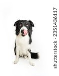 Portrait hungry border collie dog licking its lips with tongue sitting and looking at camera. Isolated on whte background