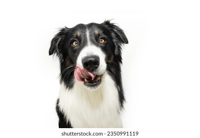 Portrait hungry border collie puppy dog licking its lips with tongue. Isolated on white background