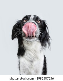 Portrait Hungry Dog Licking Its Lips With Tongue Out. Isolated On White Background