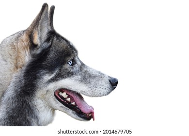 Portrait Of Husky Dog Face Side View Isolated On White