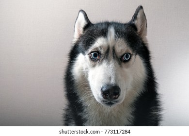 Portrait Of A Husky Dog.  Siberian Husky With Emotion Of Fright And Anxiety On The Muzzle.