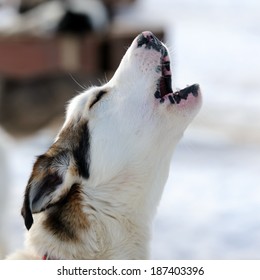 Portrait of husky dog, Tromso, Norway 