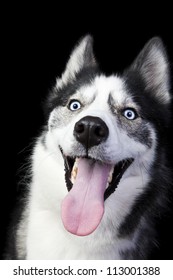 Portrait Of A Husky With A Huge Happy Grin On Black Background.  Good View Of Mouth.