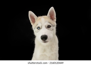 Portrait Husky Puppy Dog With Sad Expression. Isolated On Black Background