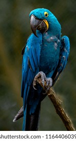Portrait of Hyacinth macaw.