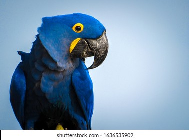 Portrait of a Hyacinth Macaw.