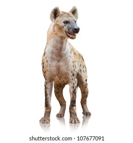 Portrait Of A Hyena On White Background