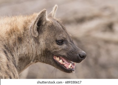 Portrait Of A Hyena With Open Mouth, Showing Her Teeth, South Africa