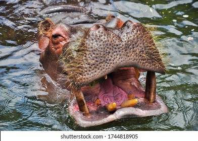 Portrait Of A Hyppopotamus/Hippo Swimming In The Water (You Can See The Sharp Teeth In The Opened Muzzle, The Reason Hyppos Are Dangerous And Aggressive And Often Attack People) - South Africa