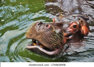 Portrait Of A Hyppopotamus/Hippo Swimming In The Water (You Can See The Sharp Teeth In The Opened Muzzle, The Reason Hyppos Are Dangerous And Aggressive And Often Attack People) - South Africa