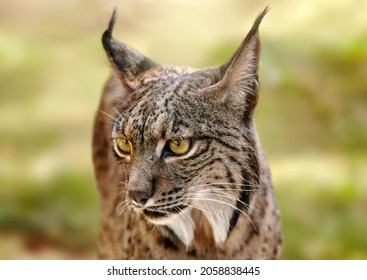 portrait of an iberian lynx