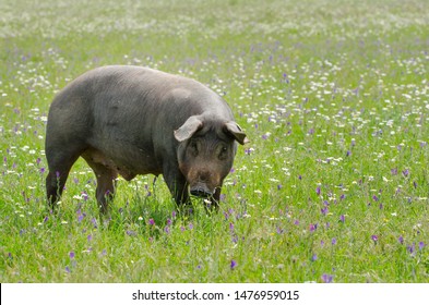 portrait of Iberian pig herd (pata negra) in a flower field