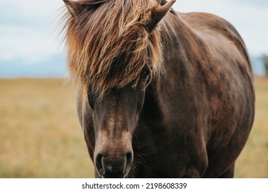 Portrait Of An Icelandic Horse , Close Up Image Of The Native Race Of Icelandic Horses. Beauty Animal In The Wild Natural Wasteland Of North Iceland.