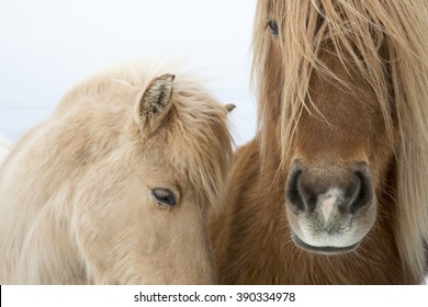 Portrait of Icelandic horses with long mane and forelock in winter