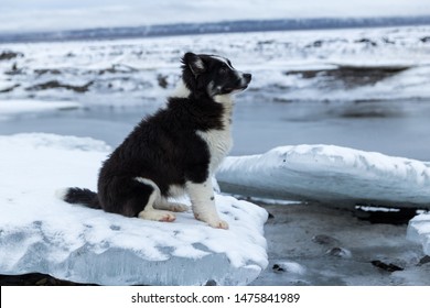 Portrait of an icelandic sheep dog posing on an ice floe