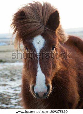 Portrait of Icelandinc horse outdoor in the winter time