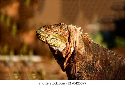 Portrait of an iguana close-up. Iguana lizard. Iguana in nature. Iguana portrait