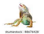 portrait of iguana on isolated white