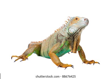 32,467 Iguana isolated Images, Stock Photos & Vectors | Shutterstock