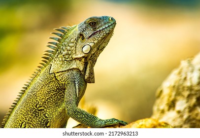 Portrait of an iguana in profile. Exotic iguana. Iguana portrait. Iguana in profile