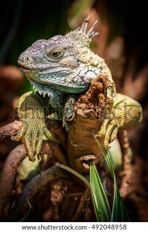 Similar – Image, Stock Photo Colorful Chin Exotic