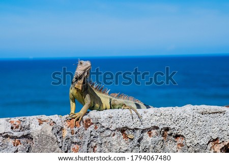 Portrait of an Iguana, SanJuan, PuertoRico