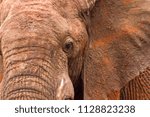 A portrait image focussed on the head of a solitary elephant, caked in red mud,  at the start of the day during a safari in the Madikwe National Park and Game Reserve in South Africa.