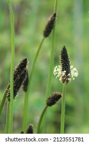 Portrait Image Of Plantain Weed Flowers In Meadow