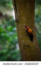 Portrait images of a colourful flameback woodpecker bird in a forest on the tree with blurry backgrounds.