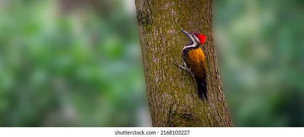 Portrait images of a colourful flameback woodpecker bird in a forest on the tree with blurry backgrounds.