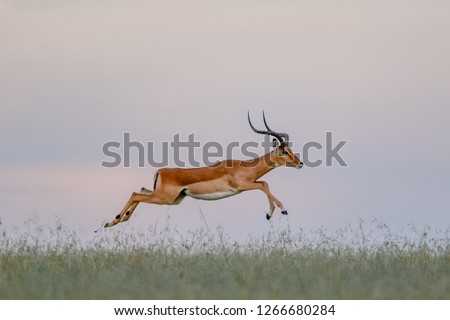 Portrait Impala running