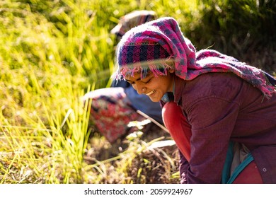Portrait of an Indian female farmer in traditional dress. Indian girl farmer working in the fields.
