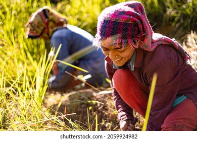 Portrait of an Indian female farmer in traditional dress. Indian girl farmer working in the fields. - Shutterstock ID 2059924982