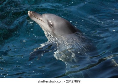 Portrait Of An Indian Ocean Bottlenose Dolphin In Blue Water