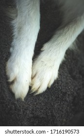 Portrait Of Indian Spitz Dog Legs On Dark Sand.