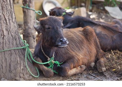 Portrait Of Indian Water Buffalo Calf	
