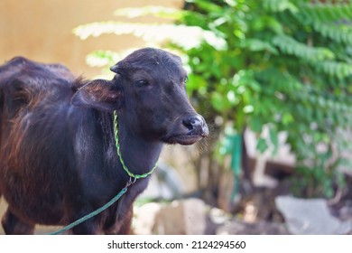 Portrait Of Indian Water Buffalo Calf
