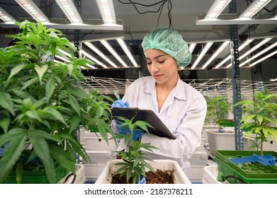 Portrait Inspector Asia Woman Scientists Checking Cannabis Tree In Indoor Cannabis Farm	