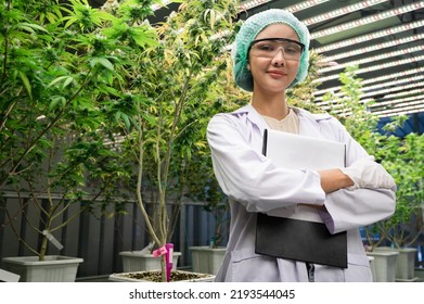 Portrait Inspector Asia Woman Scientists Checking Cannabis Tree In Indoor Cannabis Farm	