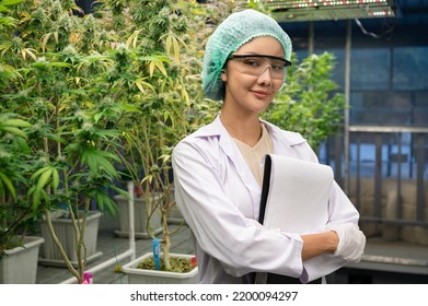 Portrait Inspector Asia Woman Scientists Checking Cannabis Tree With Clipboard In Indoor Cannabis Farm	