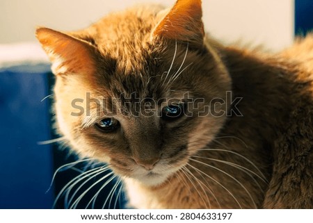 Portrait of a Intimidated Cat