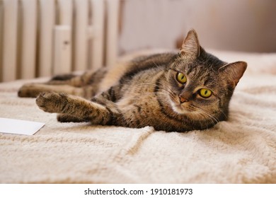 portrait iof a beautiful tabby cat. Felis silvestris catus.  - Shutterstock ID 1910181973