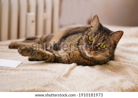 portrait iof a beautiful tabby cat. Felis silvestris catus. 