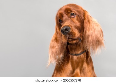 Portrait of Irish Setter on gray background.Space for text