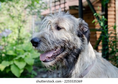 Portrait of an Irish wolfhound on a blurred green background. A large gray dog looks forward with interest. Selective focus image.dog outdoors on a sunny day. - Shutterstock ID 2255535369