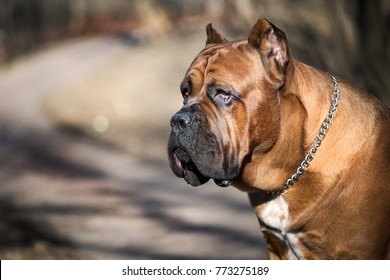 Portrait of Italian cane-corso dog in the park
