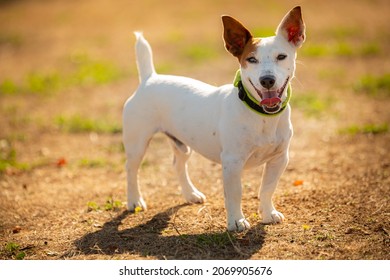 Portrait Of A Jack Russell Dog With A Big Smile Outside