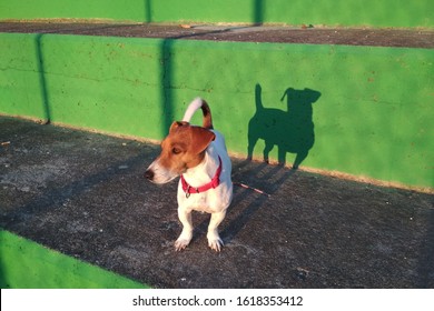 Portrait Of Jack Russell With His Shadow Cast On A Green Wall